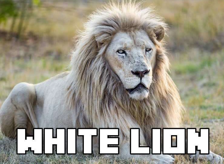 White Lion Play in Demo Mode – Free