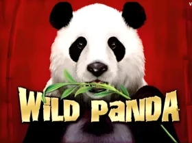 Wild Panda